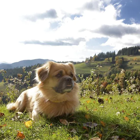 Charming Rogla